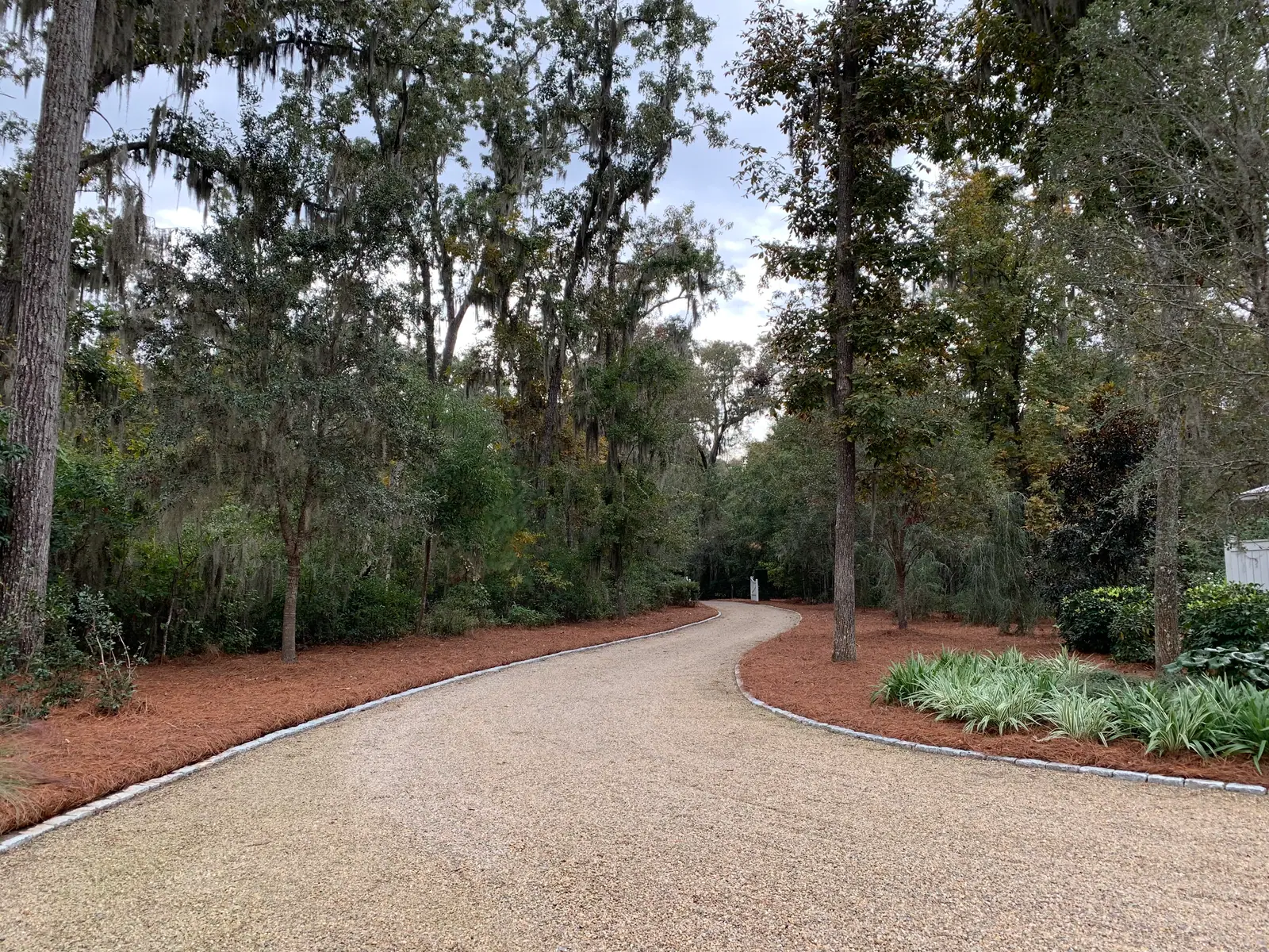 Close-up of clean, fresh longleaf pinestraw